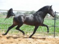 /album/caballos/sultan-v-jpg/